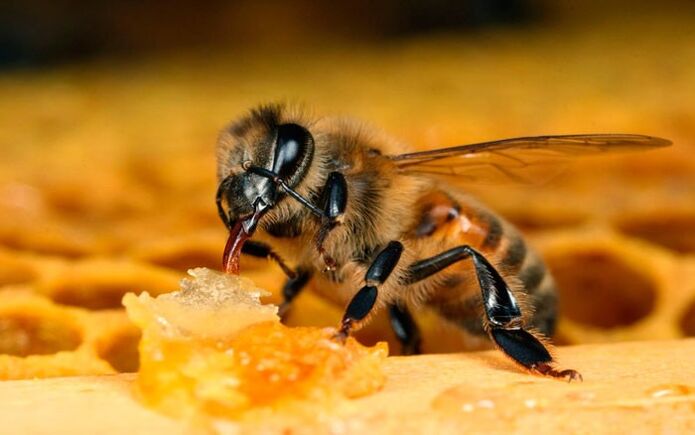 terapia con abejas para la osteocondrosis